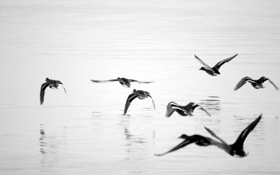 ‘Yes’, we hebben een diagnose